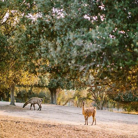 Domaine Naturiste De Riva Bella Linguizzetta ภายนอก รูปภาพ