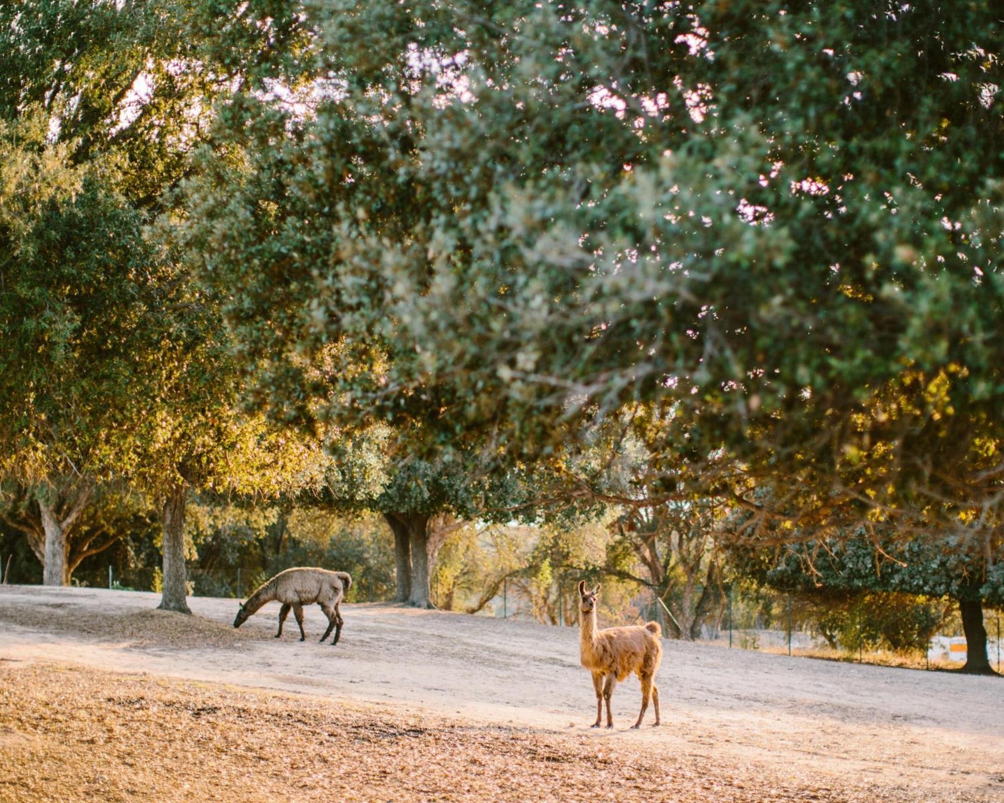 Domaine Naturiste De Riva Bella Linguizzetta ภายนอก รูปภาพ